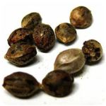 Семена марихуаны АК-47  (Seeds AK-47) в Троицке